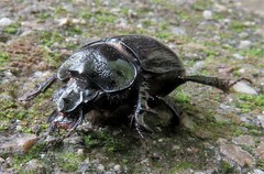 Ceratophyus hoffmannseggi