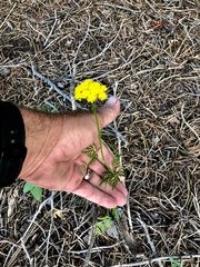 Cymopterus lemmonii
