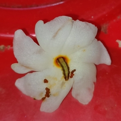 Nyctanthes arbor-tristis