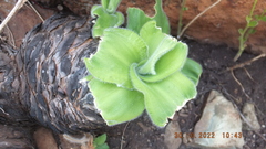 Merwilla plumbea