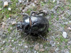 Ceratophyus hoffmannseggi