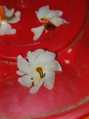 Nyctanthes arbor-tristis