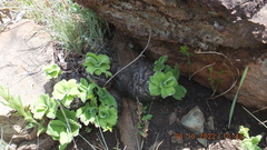 Merwilla plumbea