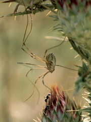 Metaphalangium