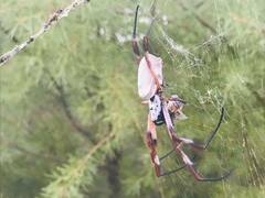 Trichonephila edulis