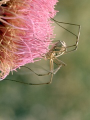 Metaphalangium