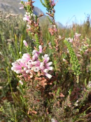 Erica perspicua