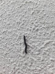 Ommatoiulus moreleti