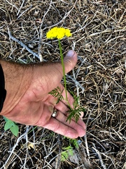 Cymopterus lemmonii