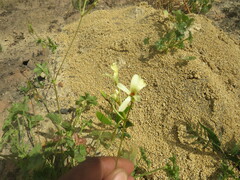 Pelargonium elongatum