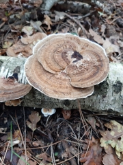 Daedaleopsis confragosa