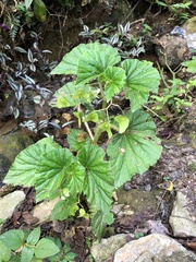 Begonia hirtella