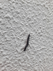 Ommatoiulus moreleti