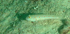 Valenciennea puellaris