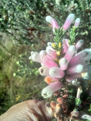 Erica perspicua
