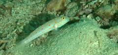 Valenciennea puellaris