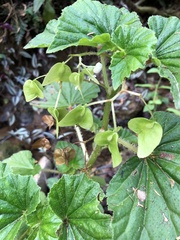 Begonia hirtella