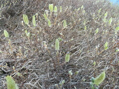 Salix lanata