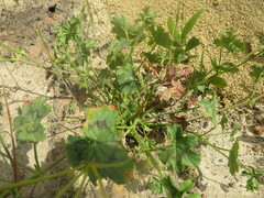 Pelargonium elongatum