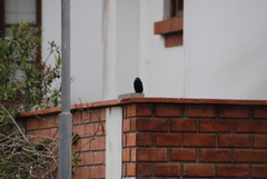 Crotophaga sulcirostris
