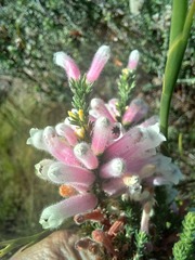 Erica perspicua