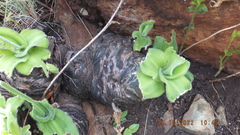 Merwilla plumbea