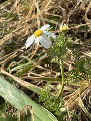 Anthemis arvensis