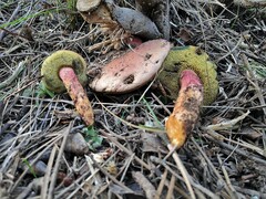 Xerocomellus armeniacus