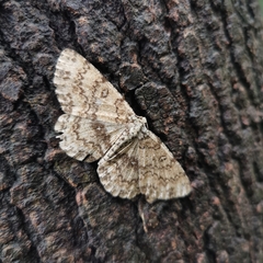 Ophthalmitis