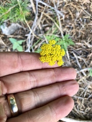 Cymopterus lemmonii