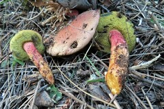 Xerocomellus armeniacus