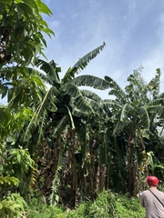Musa