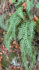 Polypodium vulgare