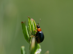 Gastrophysa polygoni