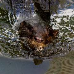 Lutrogale perspicillata