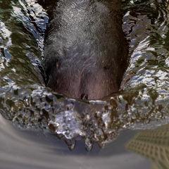 Lutrogale perspicillata