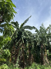 Musa
