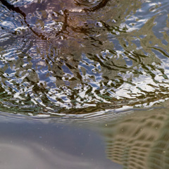 Lutrogale perspicillata