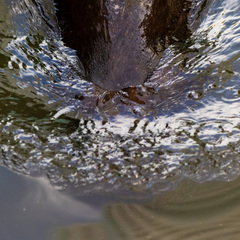 Lutrogale perspicillata