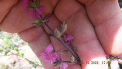 Syncolostemon transvaalensis