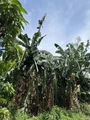 Musa