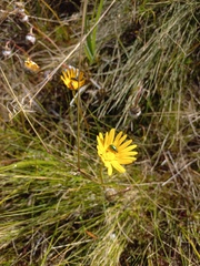 Ursinia paleacea