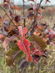 Viburnum lentago