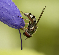 Platycheirus obscurus