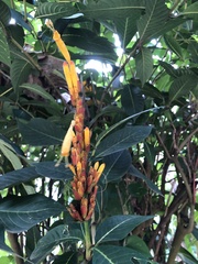 Sanchezia parvibracteata