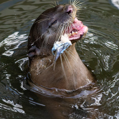 Lutrogale perspicillata