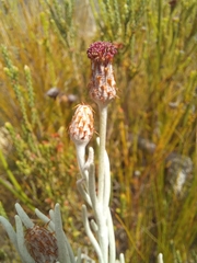 Syncarpha gnaphaloides