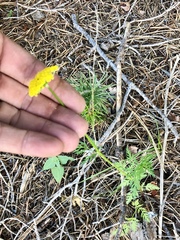 Cymopterus lemmonii