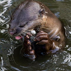 Lutrogale perspicillata