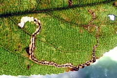 Lyonetia clerkella